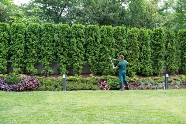 Professional Tree Services in Zeeland, MI